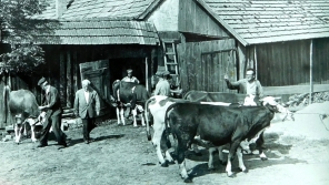 Svoz dobytka ze soukromého statku v Dolní Dobrouči do kravína v JZD asi v roce 1960. Foto Petr Špindler