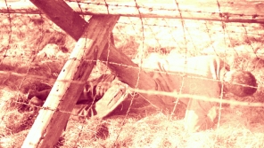 Jedna z minimálně 280 obětí železné opony v letech 1948–1983. Zdroj: Paměť národa