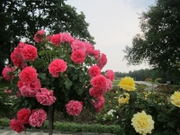 Pohled na květy růží v Růžovém sadu (r. 2015)