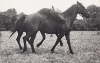 Horses grazing at the Slavice pasture in the 1960's
