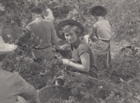 Harvesting hops; Liběšovice, 1955