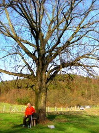 The linden tree from the year 1938, the witness was there when it was planted 