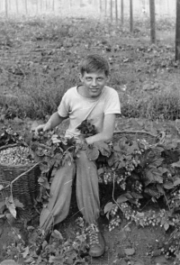 Miroslav at hop picking summer job (1962)