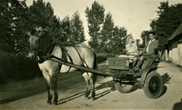 Marie and František Peckovi, Jiskra - Převalský's horse; Jabkenice, 1948