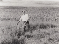 His father working in the field, circa 1947