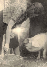 Her mother with pigs, total commitment, Hleďsebe 1942
