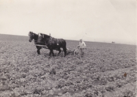 Bedřich Hanauer Sr. working in the field at the time when he already lived with his family in Andělka
