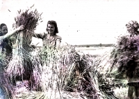 Jana Havránková during harvest (in the middle, World War 2)