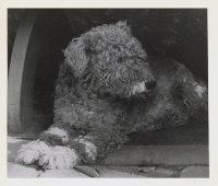 Favorite fox terrier Minda, grandparents´dog, where little Filip spent his childhood, 1954