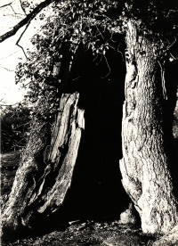 Armand Robin's favourite tree, the first half of the 20th century 
