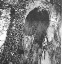 Armand Robin's favourite tree, 1970