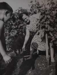 Maminka Růžena Hanáková při práci ve vinohradě (1968)