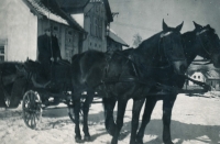 Šimonovi koně před statkem, 1944