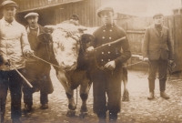 Josef Mach leading a bull to slaughter 

