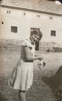 Mrs. Kovářová tugging at the pigeon