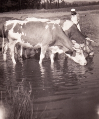 Sister Ehrentraut tending to the cattle