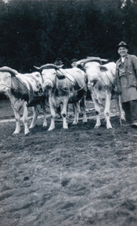 Father was very proud of his cattle.