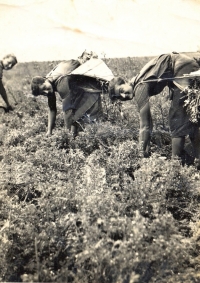 Tearing thistles, Strobl Sisters (first half of the 1940s)