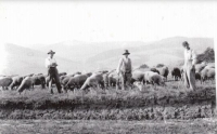 Ovce rodiny Kovářovy, zleva Jan Kovář, pasák Korytář, pes Guráš a bratranec Jan Machala, Hošťálková, asi 1942