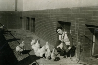 Mother Pavla with chickens kept in a tenement house, Mladá Boleslav, 1940