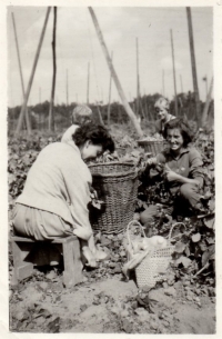 During a hop summer job, Veltrusy, 1959