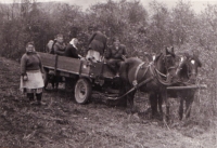 Work in the field in the village of Babí (1953/1954)