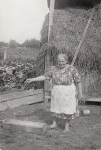 Václav Pišl's mother on a farm, late 1980s, Malá Zubovština 