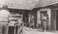 Mlátička na obilí na dvoře Pekových, polovina 70. let