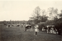 Karel Koranda´s sister is pasturing cows in Dvory nad Lužnicí (circa 1940)