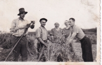 Alfons Kluczka - uncle of Květoslava Chřibková at work in the field during a visit from the front during World War II. In the photo first from the left