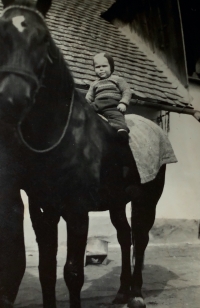 Josef Holcman riding the family horse Furin in 1953