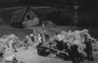 Threshing grain at the Pek family, Svatá Helena, around 1960