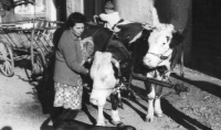 Drahomíra Kahulová working at the family farm, probably 1970s