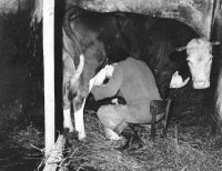 Štěpán Kaňák during milking a cow