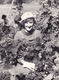 Picking hops. Second half of the 1960's