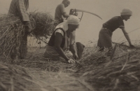 Antonín (vpravo) při práci na poli v Chanovicích, 1936