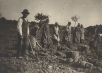 Picking potatoes at sister Vlasta's in Chanovice. 1936