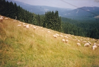 Sheep on Staré Hamry in the Beskydy Mountains, grazed by Milena Ručková / 01