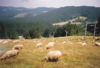 Sheep on Staré Hamry in the Beskydy Mountains  / 02