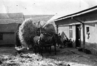 Josef Hlubek's father František on the farm in Hlučín
