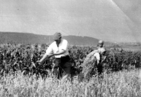 Josef Hlubek's father in the field
