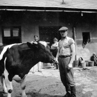 František Hlubek, the father of the witness, with a breeding bull