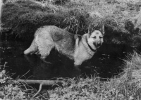 German Shepherd, bitch Astěna, bred to chase "intruders" in the area of Starý Pochr, dated 1969-1971