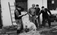 Pig slaughter. Witness´s father is second from the left, circa 1957