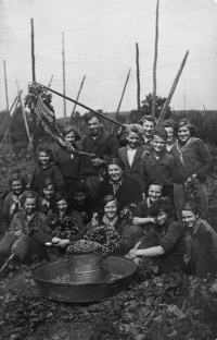 Marie (second from the left in the upper row) during hop harvest, 1949
