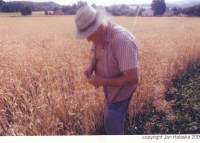 František Novák examines the maturity of grain in his cereal fields, circa 2000