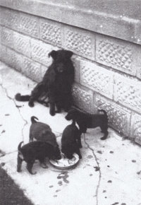 Dog Nera with puppies, 1950s