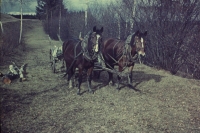 Horses from the farm when collecting wood in Sedlejov in 1957