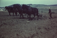 Horses when ploughing in Sedlejov in 1957