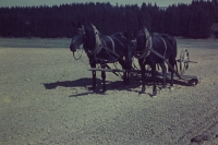Horses when harrowing in Sedlejov in 1957